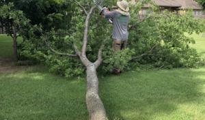 Denton Complete Tree Removal