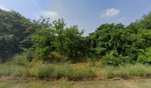 Tree Dimensional - Tree Surveys & Assessments