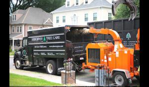 Arborway Tree Care