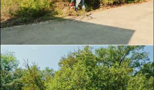 Torres Tree Service & Landscaping