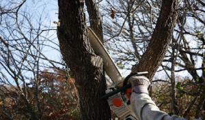 DeClue & Sons Tree Care
