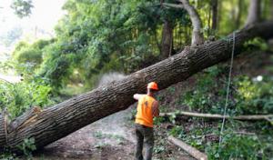 Unlimited Tree-Outdoor Solutions