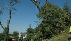 Monmouth County Tree Service