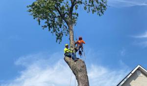 Jose's Tree Service