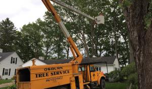 Roesch Tree Service