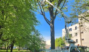 Evergreen Tree Specialists