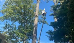 United Tree Services