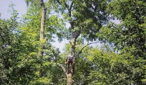 Tigre Tree Care & Landscaping