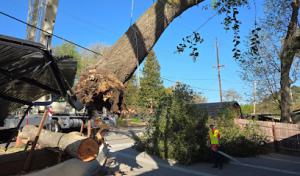 Scovell Tree Surgery