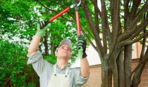 Oak Tree Service