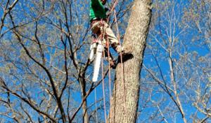 Optimus Tree Service & Landscaping