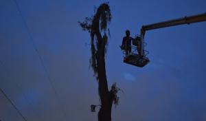 Clear Cut Tree Masters