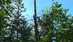 EVG Tree Removal Service