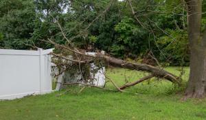 Newbury Park Tree Service