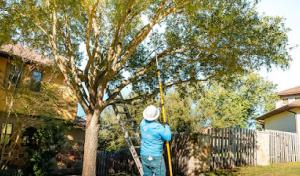 Tree Scouts Tree Service Austin