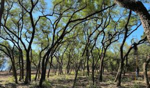 Precision Tree Service