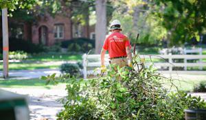 Jackson Tree Service