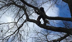 Diaz Landscape Design & Tree Service