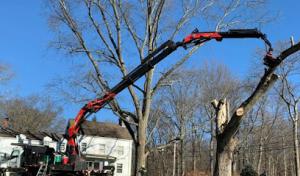 Woody's Tree Service