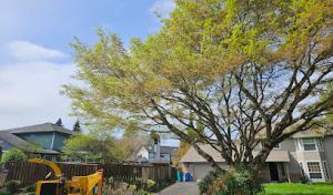 Priority Tree Service