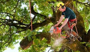 Kustom Trim Tree Service
