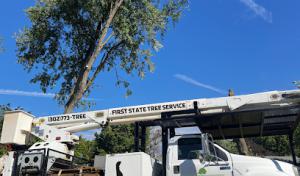 First State Tree Service