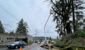 Quality Tree Service & Landscape Maint.