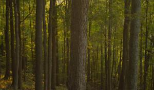 Alpine Tree Services