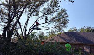 Angry Beaver Tree Solutions