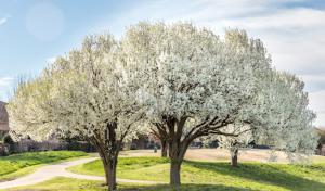 Merritt's Tree Services