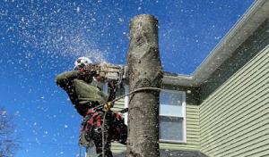 Appleseed Tree Service