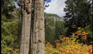 Integral Works Tree Service