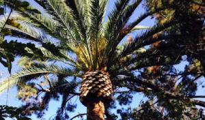 JC Tree Care & Landscape