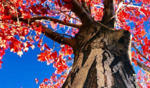 Arbor 1 Tree Service