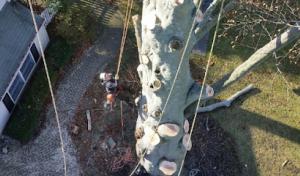 PSD Tree Experts & Landscape