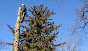 Deputy Tree & Property Services