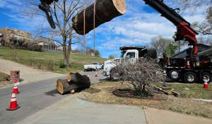 TREES BY JAKE Tree Service Rogers