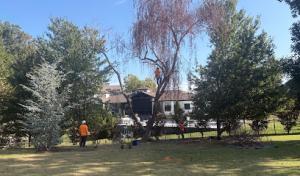 Mockingbird Tree Care