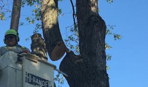 Sinnott Tree Services