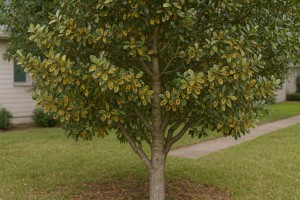 Yaupon Holly affected by Phyllosticta Leaf Spot