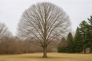 American Basswood in Winter