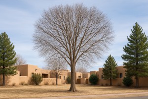 American Hophornbeam in Winter