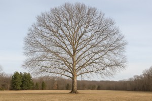 American Sycamore in Winter