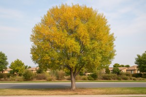 Arroyo Willow in Autumn