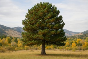 Austrian Pine in Autumn