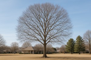Black Ash in Winter