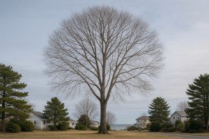 Black Birch in Winter