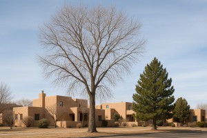 Black Cottonwood in Winter