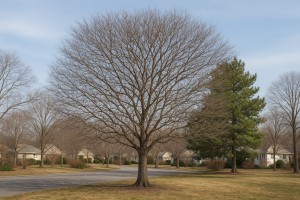Black Mangrove in Winter
