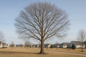 Blue Ash in Winter